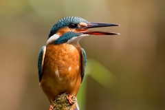 IJsvogel-20_Common-Kingfisher_Alcedo-atthis-_BZ4T9889_1