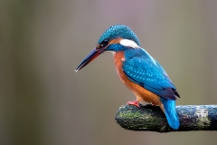 IJsvogel-38_Common-Kingfisher_Alcedo-atthis_11I5029