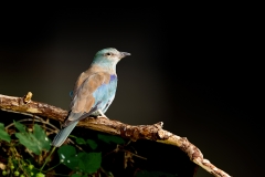 Scharrelaar-05_-European-Roller_Coracias-garrulus_P5A2081