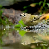 Goudhaan-01_Goldcrest_Regulus-regulus_BZ4T0685