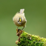 Goudhaan-02_Goldcrest_Regulus-regulus_BZ4T0687