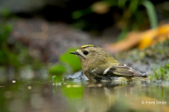 Goudhaan-03_Goldcrest_Regulus-regulus_BZ4T0697