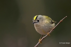 Goudhaan-04_Goldcrest_Regulus-regulus_BZ4T4854