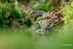 Goudhaan-07_Goldcrest_Regulus-regulus_E8A2808