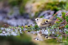 Goudhaan-08_Goldcrest_Regulus-regulus_E8A2813