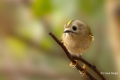 Goudhaan-09_Goldcrest_Regulus-regulus_P5A4341