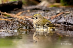 Goudhaan-10_Goldcrest_Regulus-regulus_P5A4371