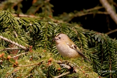 Goudhaan-11_Goldcrest_Regulus-regulus_P5A1291