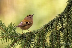 Goudhaan-12_Goldcrest_Regulus-regulus_P5A1299