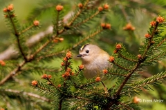 Goudhaan-13_Goldcrest_Regulus-regulus_P5A1414