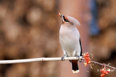 Pestvogel-49_Bohemian-Waxwing_Bombycilla-garrulus_P5A8177