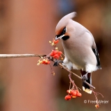 Pestvogel-50_Bohemian-Waxwing_Bombycilla-garrulus_P5A8182