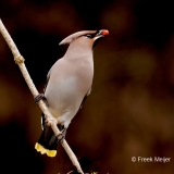 Pestvogel-51_Bohemian-Waxwing_Bombycilla-garrulus_P5A8403