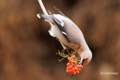 Pestvogel-52_Bohemian-Waxwing_Bombycilla-garrulus_P5A8267