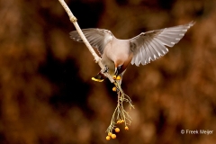 Pestvogel-53_Bohemian-Waxwing_Bombycilla-garrulus_P5A8794