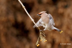 Pestvogel-54_Bohemian-Waxwing_Bombycilla-garrulus_P5A8817