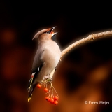 Pestvogel-55_Bohemian-Waxwing_Bombycilla-garrulus_P5A9084