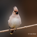 Pestvogel-56_Bohemian-Waxwing_ombycilla-garrulus_P5A9525