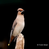 Pestvogel-58_Bohemian-Waxwing_Bombycilla-garrulus_P5A9064