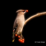 Pestvogel-59_Bohemian-Waxwing_Bombycilla-garrulus_P5A9083