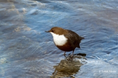 Waterspreeuw-13_White-throated-Dipper_Cinclus-cinclus__49C3974