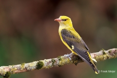 Wielewaal-25_Eurasian-Golden-Oriole_Oriolus-oriolus_E8A8631