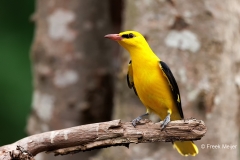 Wielewaal-26_Eurasian-Golden-Oriole_Oriolus-oriolus_E8A8819