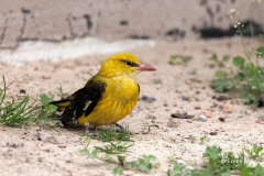 Wielewaal-28_Eurasian-Golden-Oriole_Oriolus-oriolus_D9A9535