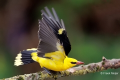 Wielewaal-29_Eurasian-Golden-Oriole_Oriolus-oriolus_E8A9438