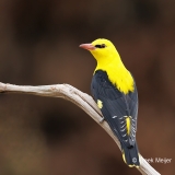 Wielewaal-30_Eurasian-Golden-Oriole_Oriolus-oriolus_E8A9465