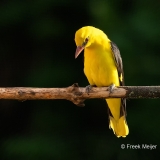 Wielewaal-32_Eurasian-Golden-Oriole_Oriolus-oriolus_1P5A0115