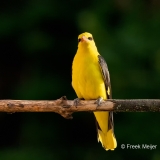 Wielewaal-33_Eurasian-Golden-Oriole_Oriolus-oriolus_1P5A0116