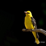 Wielewaal-34_Eurasian-Golden-Oriole_Oriolus-oriolus_1P5A0204