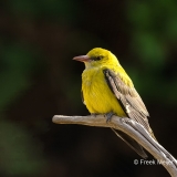 Wielewaal-35_Eurasian-Golden-Oriole_Oriolus-oriolus_1P5A0215