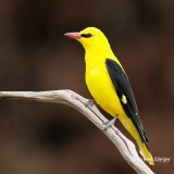 Wielewaal-36_Eurasian-Golden-Oriole_Oriolus-oriolus_E8A9471