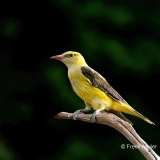 Wielewaal-37_Eurasian-Golden-Oriole_Oriolus-oriolus_P5A0859