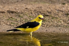 Wielewaal-38_Eurasian-Golden-Oriole_Oriolus-oriolus_P5A0933