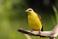 Wielewaal-39_Eurasian-Golden-Oriole_Oriolus-oriolus_P5A0951