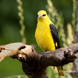 Wielewaal-40_Eurasian-Golden-Oriole_Oriolus-oriolus_P5A0927