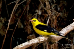 Wielewaal-41_Eurasian-Golden-Oriole_Oriolus-oriolus_P5A0614