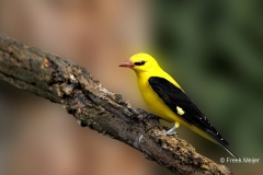 Wielewaal-42_Eurasian-Golden-Oriole_Oriolus-oriolus_P5A1122