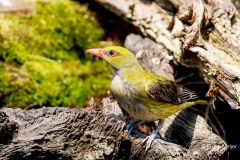 Wielewaal-43_Eurasian-Golden-Oriole_Oriolus-oriolus_P5A3587