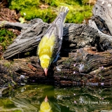 Wielewaal-44_Eurasian-Golden-Oriole_Oriolus-oriolus_P5A3593