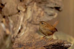 Winterkoning-25_Eurasian-Wren_Troglodytes-troglodytes_11I7995