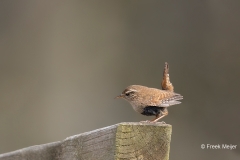 Winterkoning-26_Eurasian-Wren_Troglodytes-troglodytes_AD9A1971