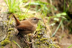 Winterkoning-27_Eurasian-Wren_Troglodytes-troglodytes_D9A4970