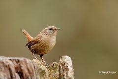 Winterkoning-28_Eurasian-Wren_Troglodytes-troglodytes_D9A4993