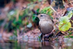 Winterkoning-29_Eurasian-Wren_Troglodytes-troglodytes_D9A5384