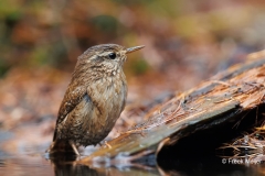 Winterkoning-30_Eurasian-Wren_Troglodytes-troglodytes_AD9A5491