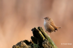 Winterkoning-31_Eurasian-Wren_Troglodytes-troglodytes_D9A6212